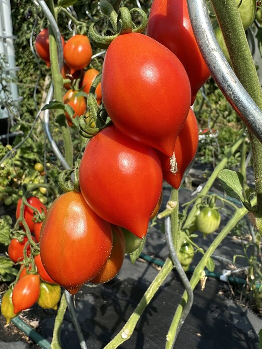 Tomate "italienische Wintertomate" - BIO-Tomatensorte