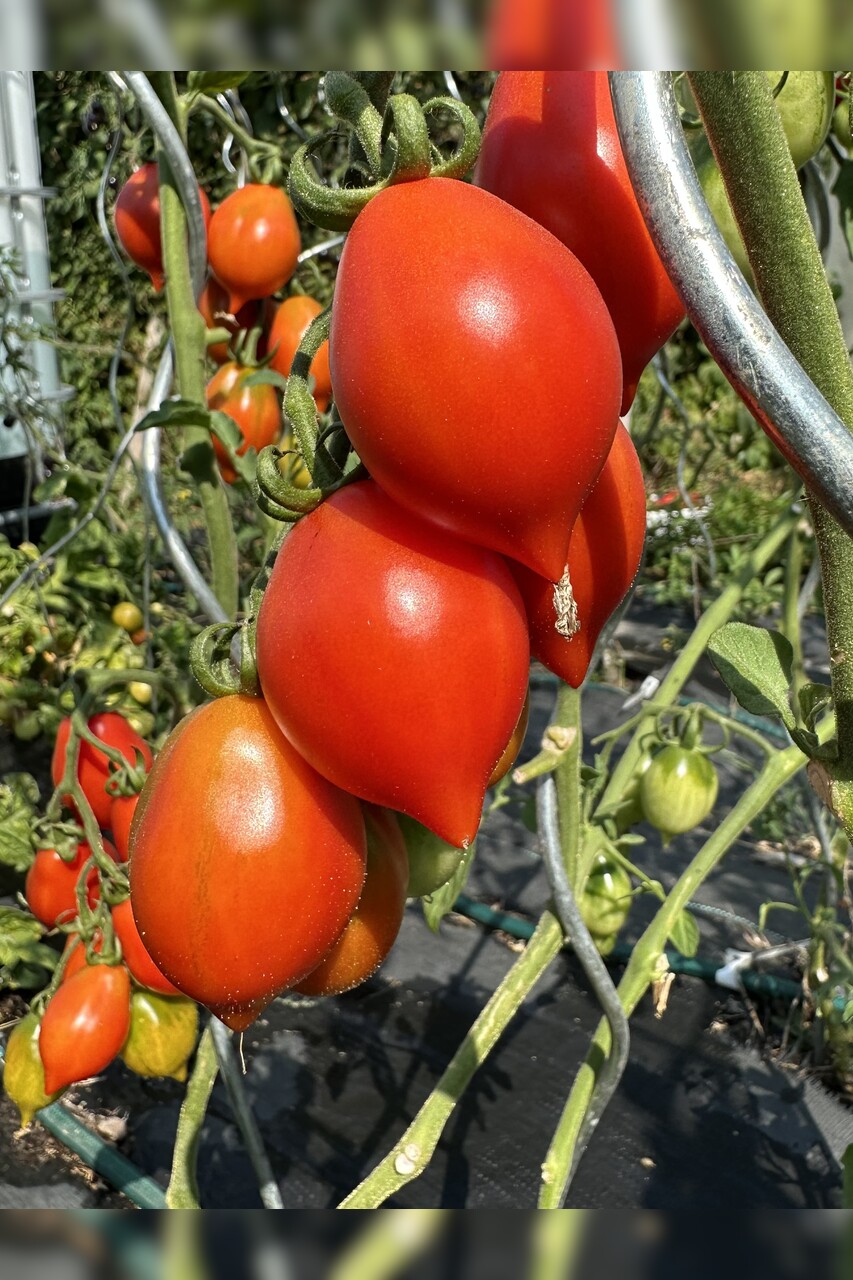 Tomate "italienische Wintertomate" - BIO-Tomatensorte