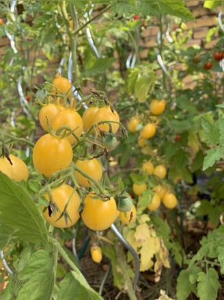 Alte Tomatensorten Bio Samen Samenfest Ab