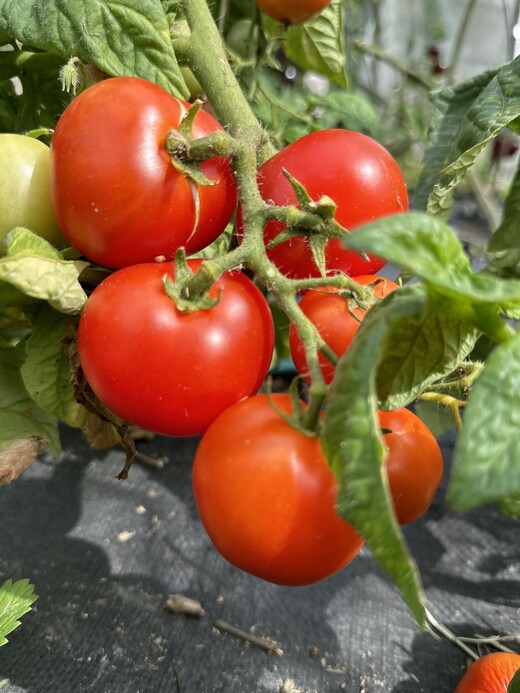 Tomate "Balkon Star" - BIO-Tomatensorte