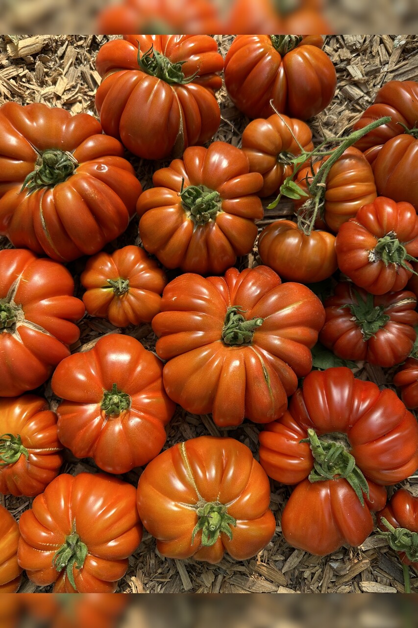 Tomate "Fleur de Reagir" - BIO-Tomatensorte [samenfest]