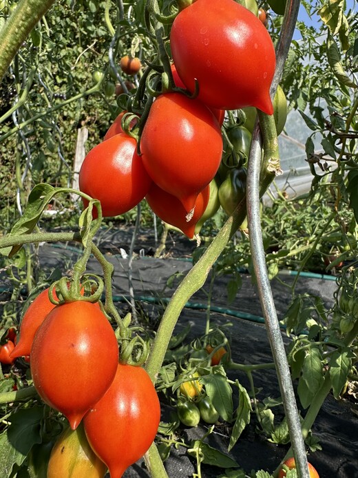 Tomate "italienische Wintertomate" - BIO-Tomatensorte