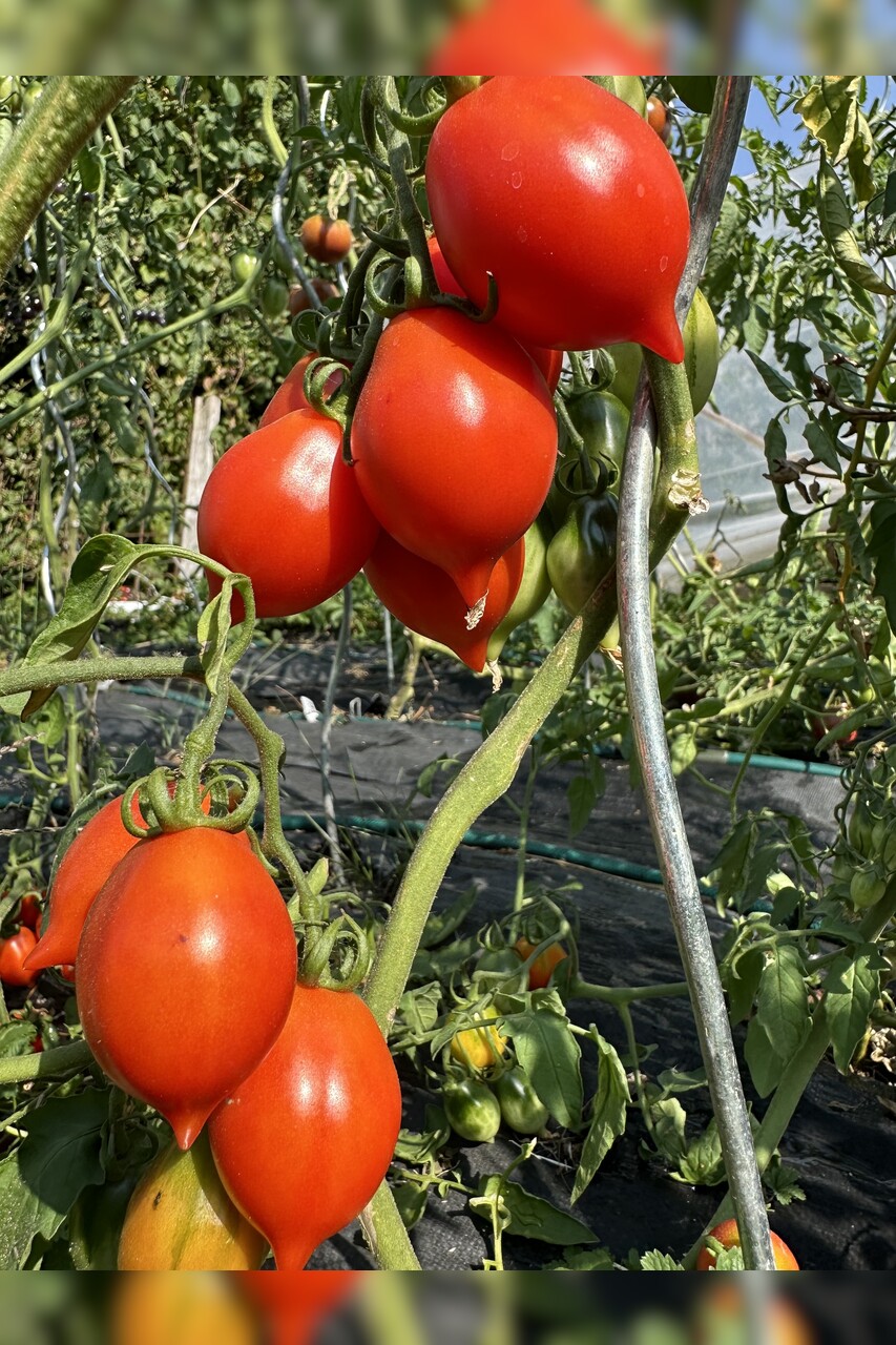 Tomate "italienische Wintertomate" - BIO-Tomatensorte