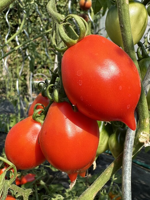 Tomate "italienische Wintertomate" - BIO-Tomatensorte