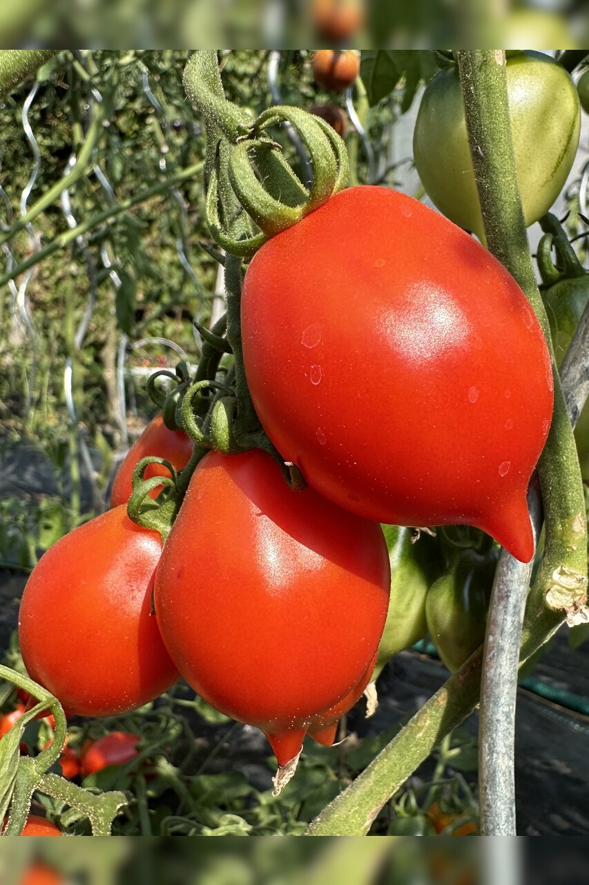 Tomate "italienische Wintertomate" - BIO-Tomatensorte