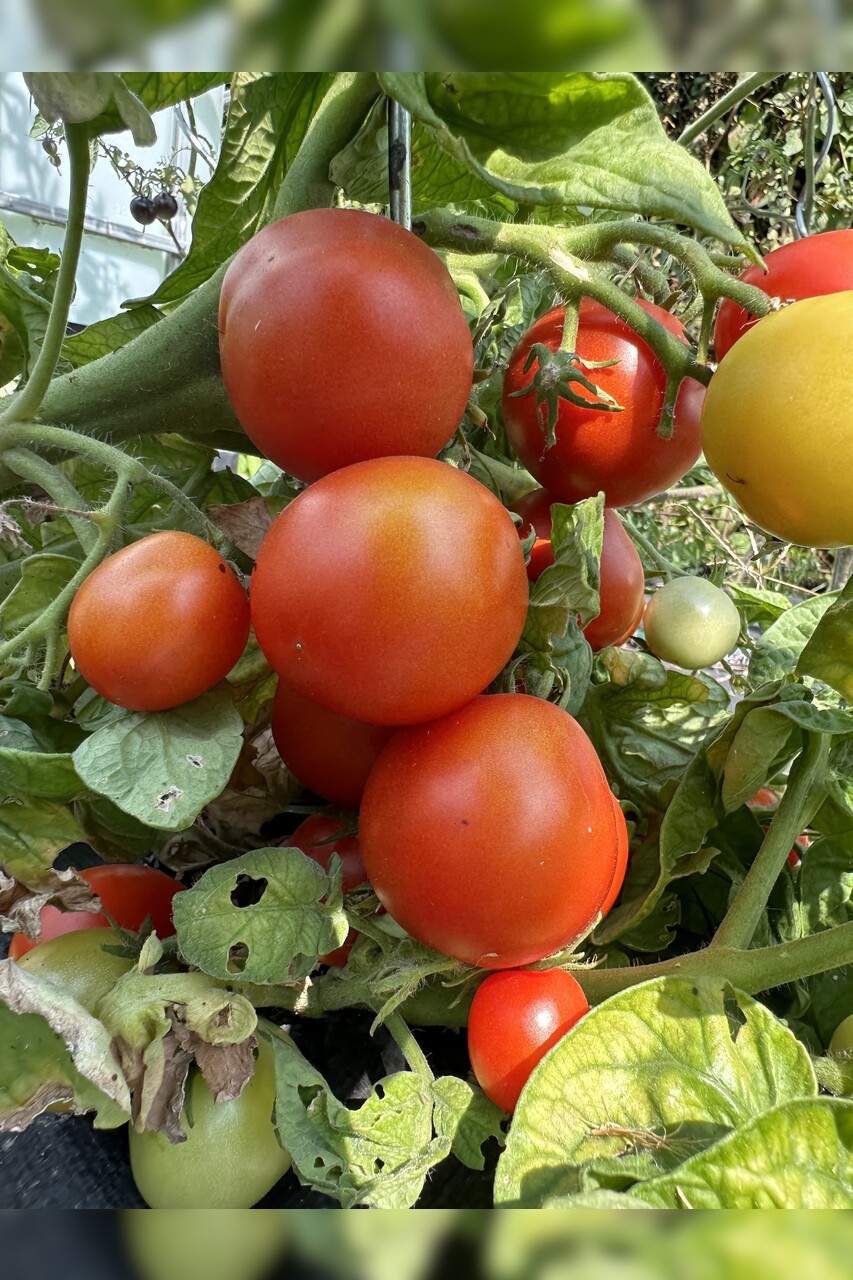 Tomate "Balkon Star" - BIO-Tomatensorte