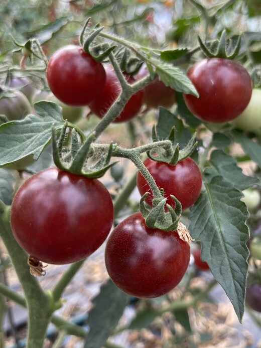 Tomaten Set "resistente Tomaten" - 4 robuste BIO-Sorten [samenfest]