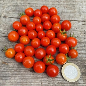 Tomate "Johannisbeertomate" - BIO-Tomatensorte (samenfest)