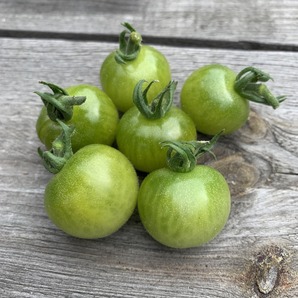 Tomate "Green Doctor" - BIO-Tomatensorte
